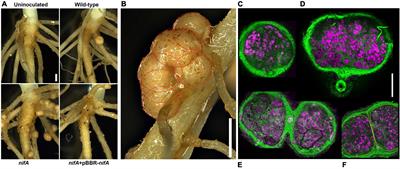 A novel function of the key nitrogen-fixation activator NifA in beta-rhizobia: Repression of bacterial auxin synthesis during symbiosis